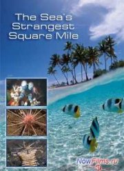 Самое странное место в океане (2011)