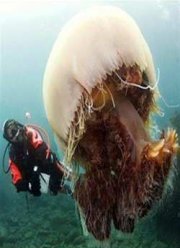 Смерть в воде. Медузы (2009)