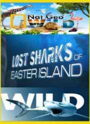 Потерянные акулы острова пасхи (2011)