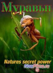 Муравьи: тайная сила природы (2005)