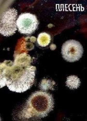 Плесень (2008)
