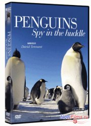 Смотреть BBC. Пингвин: Шпион под прикрытием (2013)