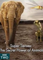 BBC. Уникальные способности животных (2014)