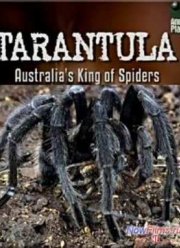 Тарантул - Австралийский король пауков (2004)