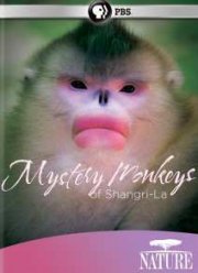 Загадочные обезьяны Шангри-Ла (2015)
