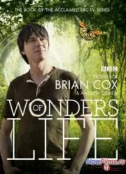 BBC: Чудеса жизни (2013)